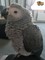 Gratis Macho y hembra African Grey Parrot disponible - Foto 1