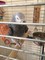 Gratis macho y hembra african grey parrot disponible