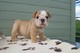Gratis para ir a casa cachorros bulldogs frances