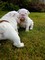 Gratis Regalo bulldog francés cachorros para adopcion gratis - Foto 1