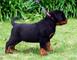 Hembra de rotweiller con tres meses