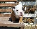 Hermosos Bulldog Inglés cachorros disponibles ahora para cumplir - Foto 1