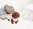 Hermosos cachorros macho y hembra mini (poodle) caniche