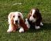 Hermosos Cachorros socializada Basset Hound - Foto 1