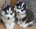 Husky cachorros, para su adopción