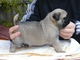 Impresionantes cachorros Pug disponibles - Foto 1