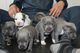 Impresionantes cachorros Staffordshire bull terrier para su adopc - Foto 1