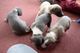 Impresionantes cachorros Whippets para adopción - Foto 1