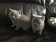 ¡Increíbles líneas de sangre! ¡Gatitos británicos de Shorthair !! - Foto 1