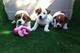 Jack Russells cachorros de color bicolor con pedigri - Foto 1