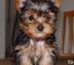 Kc cachorros macho y hembra registrado yorkie