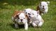 Lindo y adorable bulldog ingles cachorros para la repatriacion