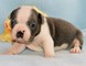 Lindo y destacado boston terrier cachorros disponibles