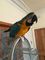 ¡loro femenino del macaw listo para un nuevo hogar cómo!