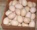 Loros y huevos fértiles de loros en venta..............67 - Foto 1