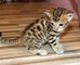 Los gatitos de bengala adorable para adopción - Foto 1