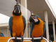Los loros macaw macho y hembra listos para la adopción ahora