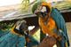 Los loros macaw macho y hembra listos para la adopción ahora - Foto 2