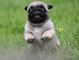 Magnifico carlino pug cachorros