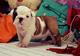 Magnificos ejemplares de bulldog ingles gran calidad - Foto 1