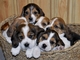 Oferta beagles tricolor macho y hembras