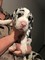 Pedigree cachorros great dane ahora listo