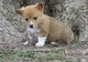 Pembroke Welsh Corgi cachorros para la venta - Foto 1