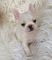 Preciosos cachorros bulldog frances