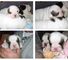 Regalo Bulldog Ingles a la venta, - Foto 1