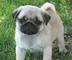 Regalo cachorros carlino pug para adopcion