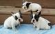 Regalo cachorros de bulldogs frances