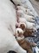 Regalo cachorros de bulldogs Ingles - Foto 1