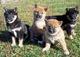 Regalo cachorros de shiba Inu - Foto 1