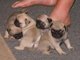 Regalo Cachorros Pug Carlino en adopcion oferta gratis - Foto 1