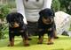 Regalo cachorros rottweiler hermosos