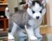 REGALO Husky cachorros para la adopcion ,.,.,,,,,,, - Foto 1