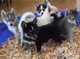 REGALO husky siberiano cachorros para la - Foto 1