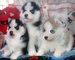 Regalo husky siberiano cachorros para la adopcion