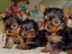 Regalo kc reg yorkshire terrier cachorros gratis - Foto 1