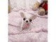 Regalo lindo toy chihuahua cachorros gratis - Foto 1