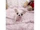 Regalo lindo toy chihuahua cachorros gratis