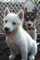 Regalo lindo toy husky siberiano cachorros gratis