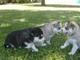 Regalo lindo toy husky siberiano cachorros gratis... - Foto 1