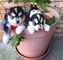 Regalo los cachorros de husky siberiano