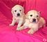 Regalo Macho y hembra Golden Retriever cachorros - Foto 1