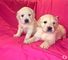 Regalo macho y hembra golden retriever cachorros