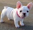 Regalo preciosa bulldog frances cachorros