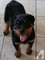 Regalo rottweiler para adopcion