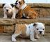 Regalo Tres Cachorros Bulldog Inglés buscando un nuevo - Foto 1