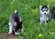 Regalo tres cachorros husky siberiano buscando un nuevo